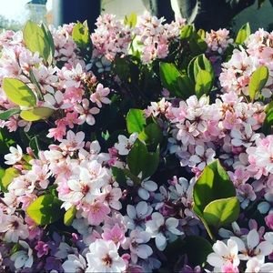 Meet your Posher, Sam